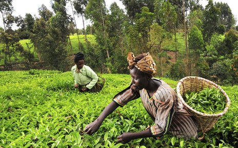 Tea pickers in Kenya's Mount Kenya region.jpg